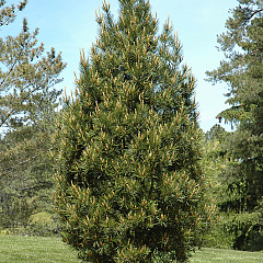Сосна бунге "Роу Арборитем" (Rowe Arboretum)