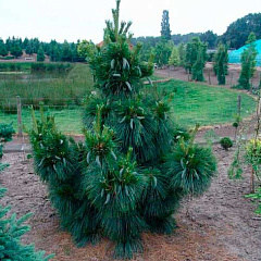Сосна шверина "Витхорст" (Wiethorst)
